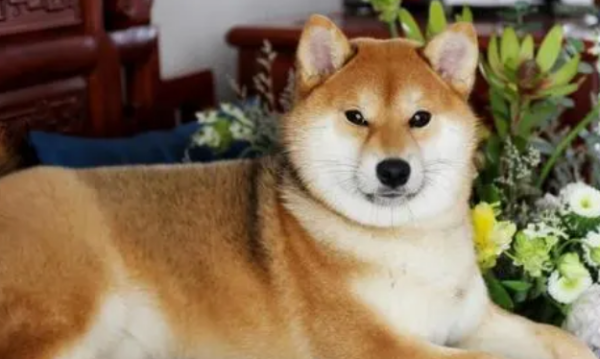 Which one do you prefer is the top ten cleanest and most hygienic dogs in the world?