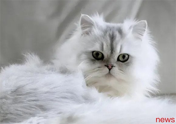 Full analysis of cat breeds: Top 10 popular cats on the Internet!