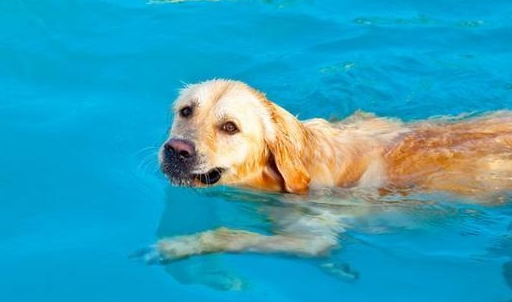 Raising dogs in summer, choosing these 6 types is the