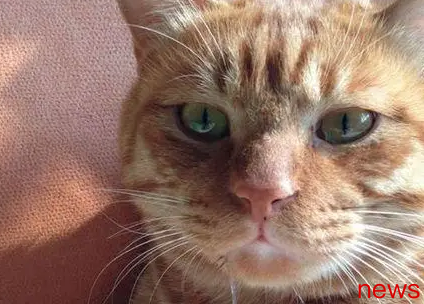 If a cat has these four symptoms, it may be