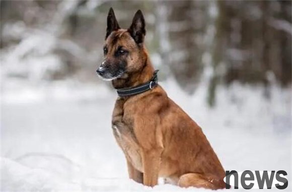 The treasure of the Belgian dog world, the shepherd dog is at its peak!