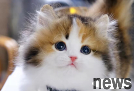 What should I do if I lack qi and blood? TCM advice: Learn 4 living habits of cats