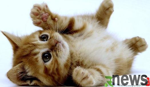 Have cute pets at home: How to deal with cat hair at home?