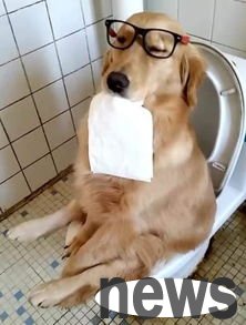 What is the reason why pet dogs are smelly?