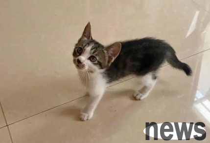 What is the reason for adopting cats for sterilization? Come and have a look