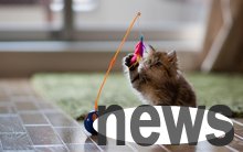 Does the female cat have balls? Come and check this little cat physiology knowledge!