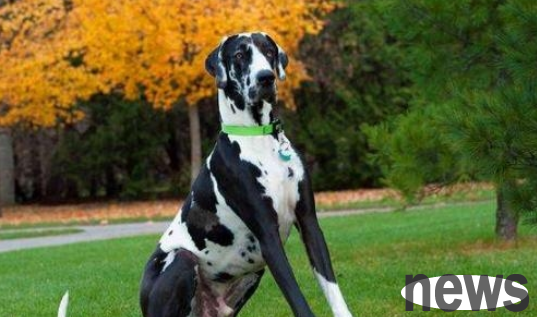 Dog service life ranking: 8 dogs with the least lives, are there any one at home?