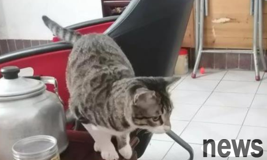 How do you get close to your new cat? This article will inspire you!
