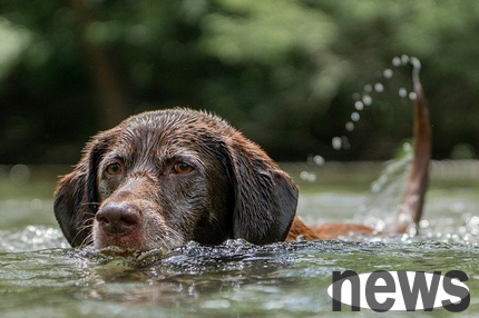 Beware that dogs are risky to swim, and owners should pay attention to these points!