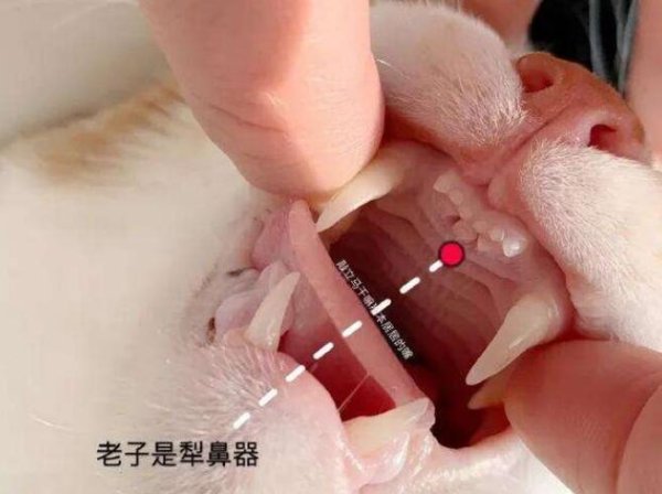 If you don’t know these “little secrets” on cats, then it will be useless to raise a cat