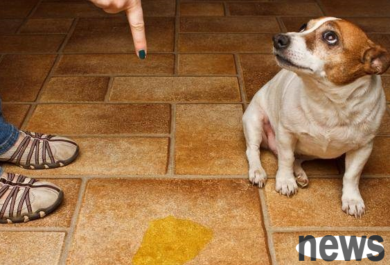 The puppy urinates 20 times a day, maybe he is sick!