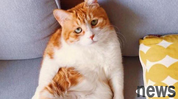 The owner couldn t find the cat owner when he got home, so he ran to the toilet and saw the scene in front of him making people angry and funny