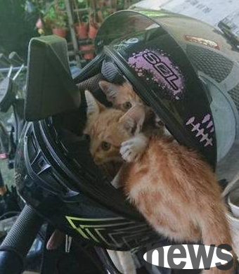 The wandering little orange cat occupied the motorcycle helmet for the night, and one of its butts was exposed!