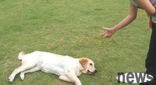 Even the dog trainer says it is difficult to
