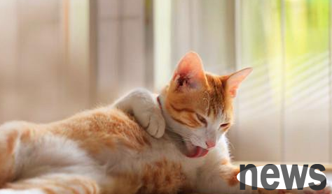 Do you know that cats can also have a