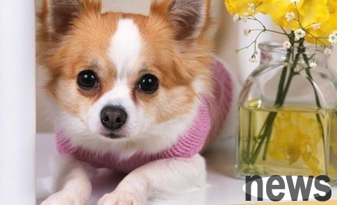 Can puppies eat cephalosporins if they have diarrhea? What to do if you have diarrhea?