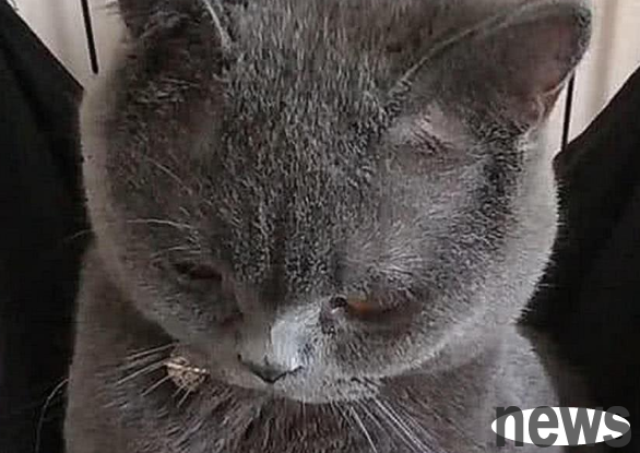The heroine tricked the blue cat into sterilizing it. After she came back, she took her hand to apologize, but the cat burst into tears.