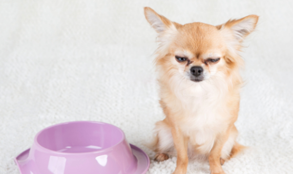 How long can a dog live without eating? Do you know?