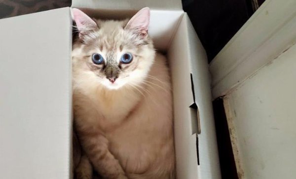 Can you buy a Ragdoll cat with more than one thousand? Netizen: Look at luck