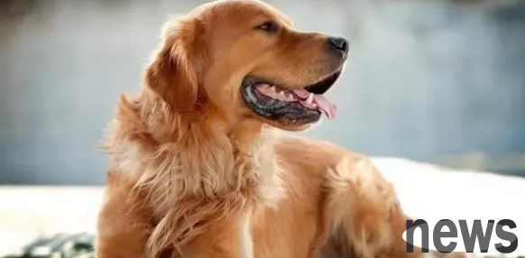 The main manifestation of dogs having 