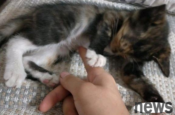 The girl grabbed some cat food with her hands and fed it to the little cat, but she didn t expect that her hands were bitten to pieces in the end. She was so sad