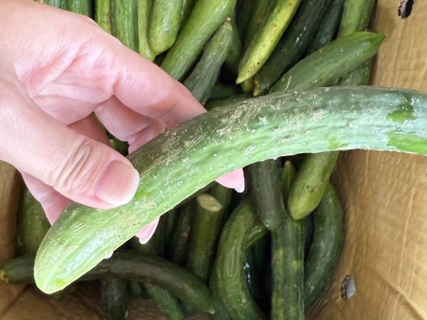 Waterproof, lower blood pressure and antioxidant! Nutritionists revealed that cucumbers should not be eaten with 2 kinds of fruits and vegetables.