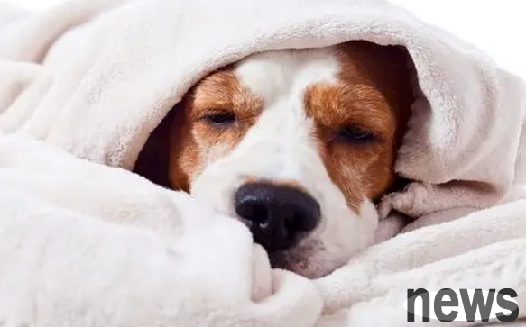 How to treat acute renal failure in dogs? The methods are all here