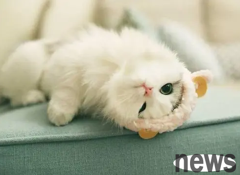 Will a pet cat be electrocuted? | The cat willfully climb onto the transformer and is electrocuted to cause a short circuit