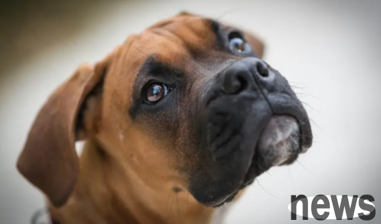I will tell you how long does it take for a puppy to open his eyes?