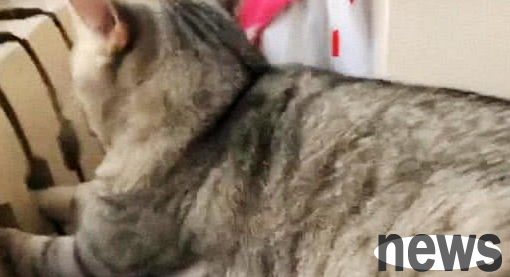 The woman came home from get off work at night and found the cat in a strange state. When she walked over and took a look, she was dumbfounded.