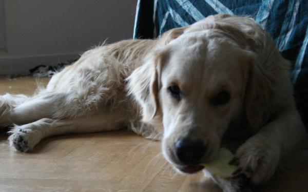 You would say, four years of dog years is equivalent to how many years of human years?