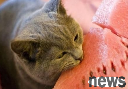 Take a look at 10 of cats’ favorite foods, a must-have for coaxing cats, and they work every time!