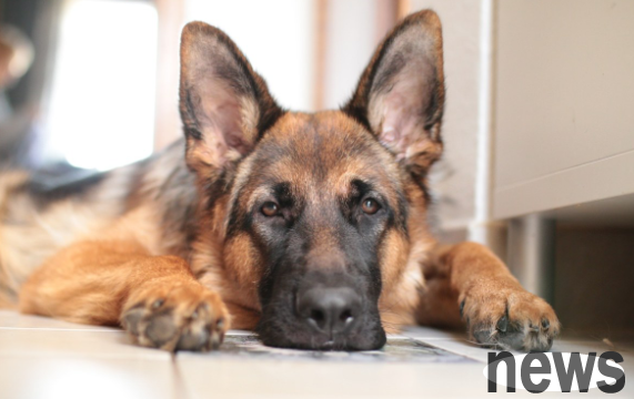 Should dogs take anti-inflammatory shots when they are in heat? Someone who has been there will tell you the answer