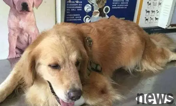 Do pet stores accept dogs? Let’s find out