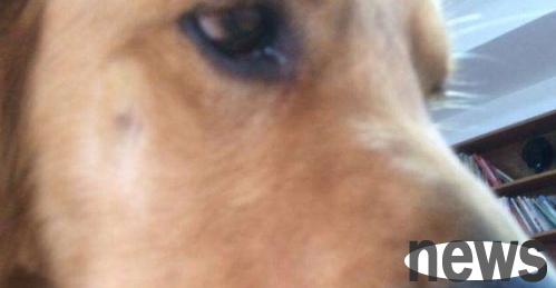 I decided to adopt after looking at the photos. When I picked up the dog, I was shocked to find that only half of its face was left! Never give up and take it everywhere to seek medical treatment