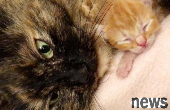 The stray cat begged the girl for food every day, but refused to eat in front of her. The girl followed him out of curiosity, only to realize that she was feeling sad behind the scenes.