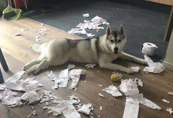 Jealousy changes the dog beyond recognition. He will do this kind of thing when he is in a hurry.