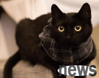 Adopt a litter of black cats. When he comes home after get off work, the male protagonist is so angry that he cries faintly.